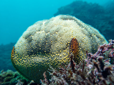 Granulated sea star series: Full body of Choriaster granulatus resting on coral reef.