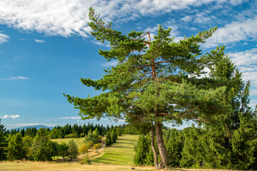 Beskid Mały © piotrwolak
