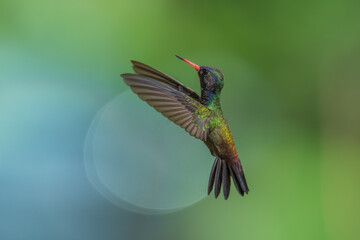 Fototapeta premium A White-chinned Sapphire (Hylocharis cyanus) hummingbird captured mid-flight with wings swept back against a smooth green background in Brazil.