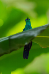 Fototapeta premium A Violet-capped Woodnymph (Thalurania glaucopis) hummingbird partially hidden behind a large green tropical leaf in Brazil.
