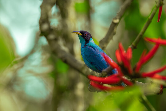 An adult male Green Honeycreeper (Chlorophanes spiza) perched on a branch among vibrant red flowers in the Atlantic Rainforest of Brazil.