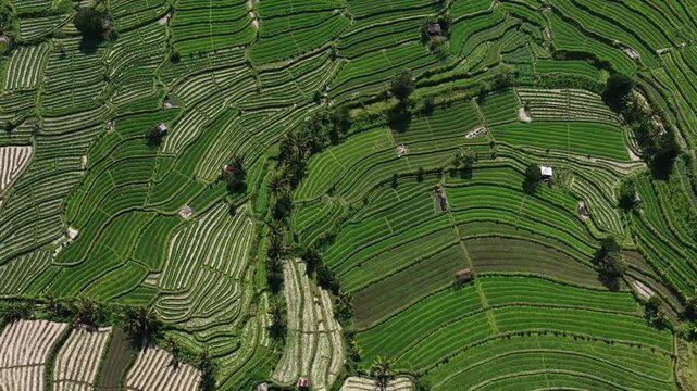 Aerial view of layered terraced rice paddies with irrigation channels and flowing water across steep hillside emphasizing curved contour patterns and green growth