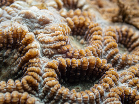 Close-up pattern and texture of brain coral polyps underwater.