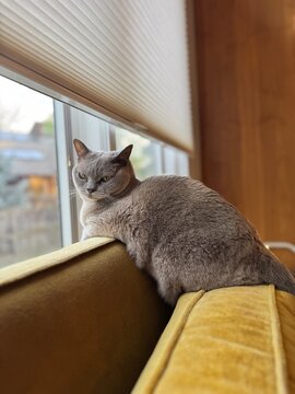 Grey elder grumpy cat on yellow couch near window