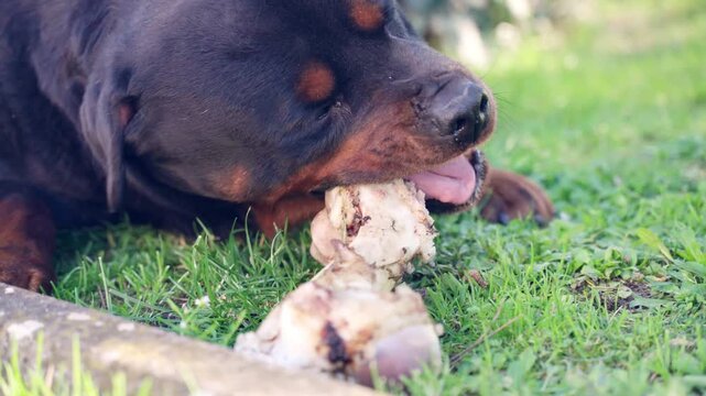 Hungry watchdog gnawing big boiled animal bone lying in the garden, beef bone being boiled before eating, bones chewing good for pets dental health