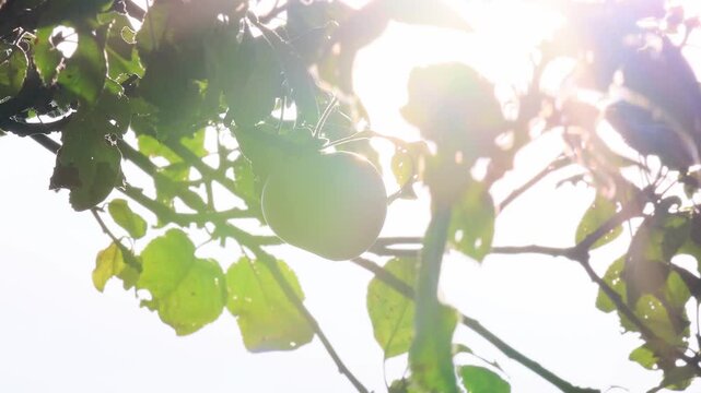a apple tree with fruits in the sun 4k video