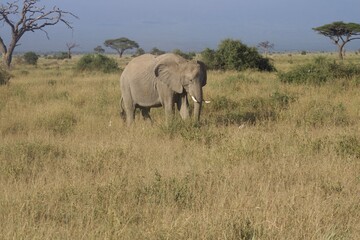 Fototapeta premium juvenile female elephant