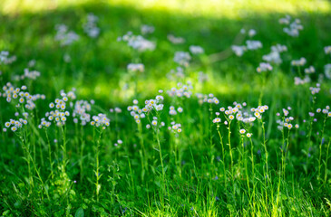 Fototapeta premium Daisy flowers bloom in green grass. Soft daisy background feels peaceful. Daisy blossom scenery looks sunlit. Vibrant daisy field supports springtime.