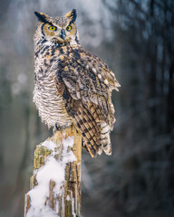 Great horned owl (Bubo virginianus) perched on a snow-covered wooden post in winter, Ontario, Canada. © Teresa