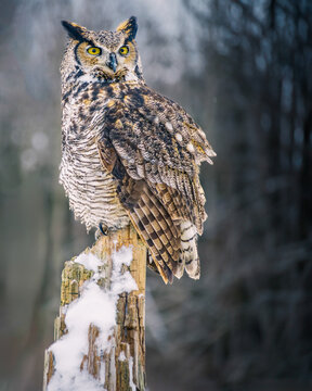 Great horned owl (Bubo virginianus) perched on a snow-covered wooden post in winter, Ontario, Canada.