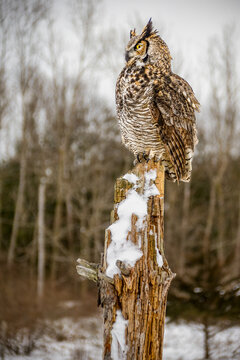 Great horned owl (Bubo virginianus) perched on a snow-covered wooden post in winter, Ontario, Canada.