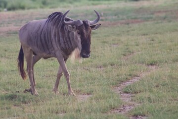 wildebeest in the wild © BK PhotoStudios