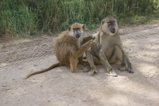 Mother and son baboon