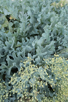 Crambe maritima Meerkohl