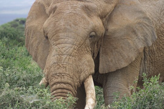 Male elephant