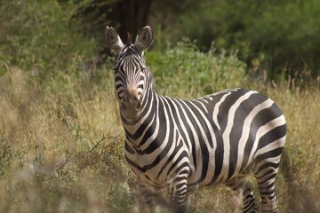 zebra in the wild © BK PhotoStudios