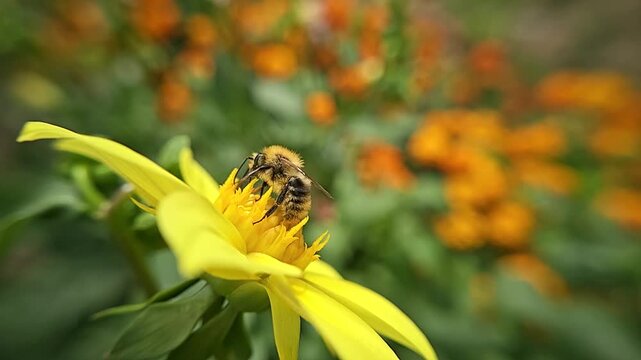 A bumblebee on a yellow zinnia, close up, slow motion shot