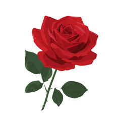 Fototapeta premium A simple and modern flat 2D vector of a Red Rose, isolated on a pure white background.