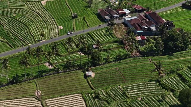 Oblique aerial view of terraced rice paddies showing staged harvest activity and foot traffic along slopes under bright sunlight, with agriculture, terrace, paddy, field detail