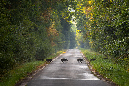 Wildschweine &uuml;berqueren ein Weg im Wald