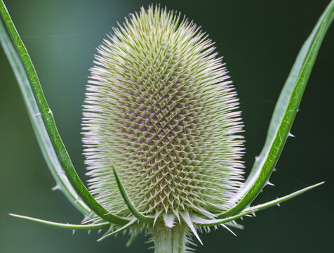 Close-up macro shot of a green wild teasel flower head. Detailed texture of Dipsacus fullonum plant with sharp spiky bracts.