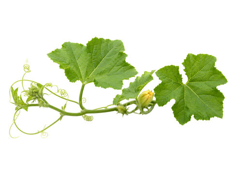 Fresh pumpkin vine, green squash leaves with yellow bud, organic vegetable plant isolated on Transparent Background