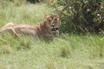 Female lion, lioness © BK PhotoStudios