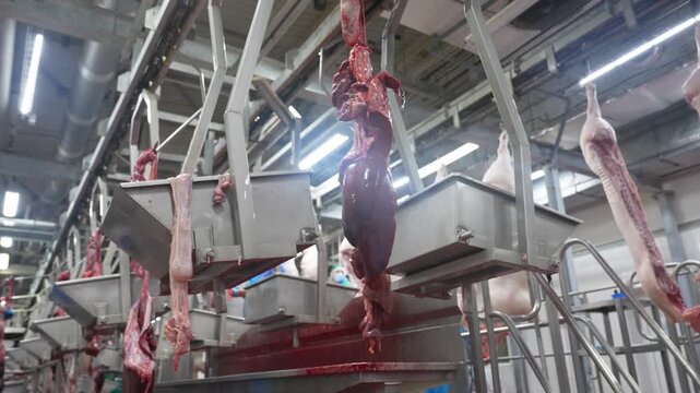 Conveyor system transporting separated internal organs in a pig slaughterhouse