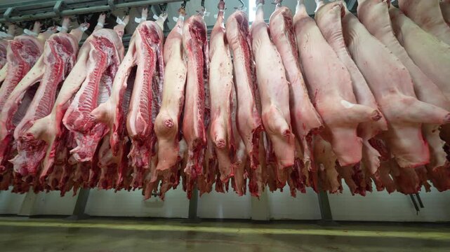 Rows of pork half-carcasses hanging on rails in an aging room