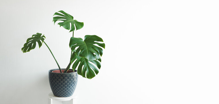 Monstera deliciosa or swiss cheese plant with large leaves in decorative pot on white background indoors