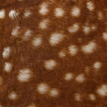 Brown and white deer fur texture close up  