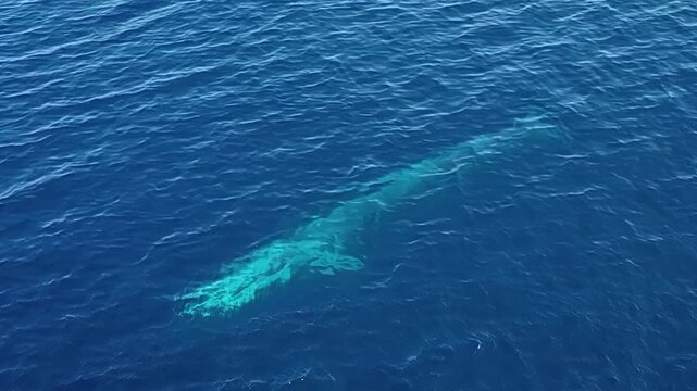A giant marine mammal swims gracefully through the clear Pacific, leaving ripples on the calm surface of its deep-sea home on a sunny afternoon.