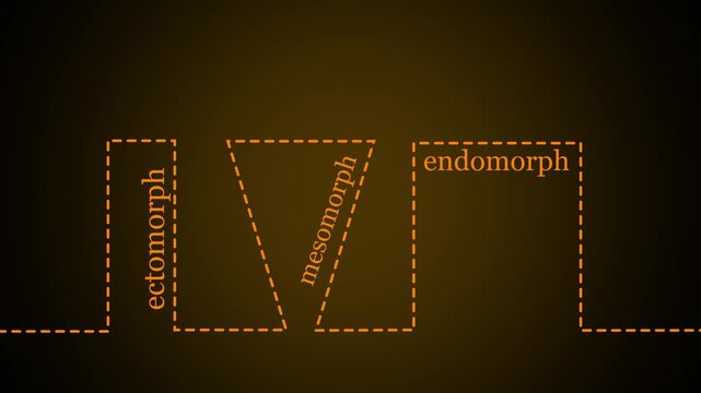 Body types icons set. Ectomorph, mesomorph and endomorph. Continuous one line drawing. Animation of 4k video.
