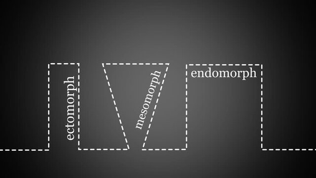 Body types icons set. Ectomorph, mesomorph and endomorph. Continuous one line drawing. Animation of 4k video.