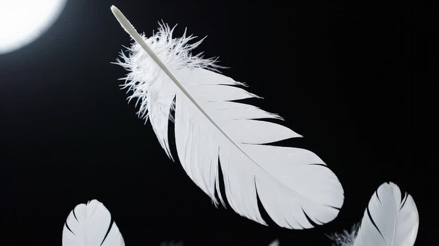 Floating White Feathers on Dark Black Background