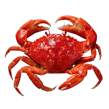 Red crab with open claws on a black background showcasing its vibrant color and unique features