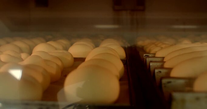 low-angle motion scene of multiple unbaked bread rolls proofing on trays inside industrial oven, showing rounded dough tops with subtle seams and slight expansion