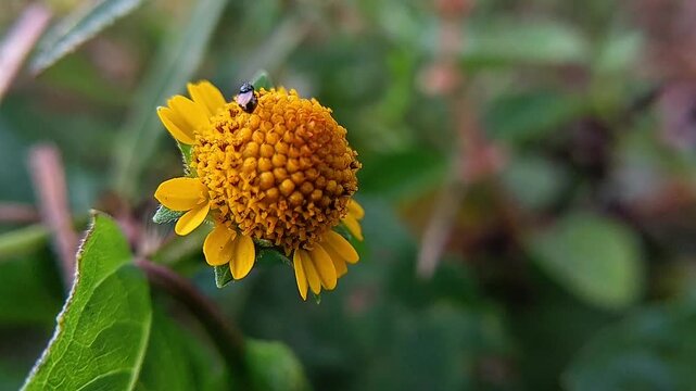 Close-up of an *Acmella uliginosa* flower with a blurred background