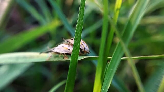 A ladybug is perched on a leaf against a background of grass.
