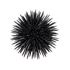 Fototapeta premium Spherical black sea urchin with sharp dark spines found on the ocean floor during a daytime exploration in a coastal area