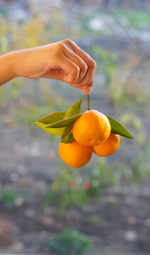 Hand holding a bunch of fresh orange mandarins with green leaves