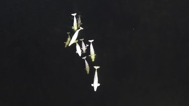 A family of beluga whales swims elegantly in the Arctic Ocean, showcasing their lively calves as they navigate the chilly depths. Their graceful movements embody the beauty of the ocean.