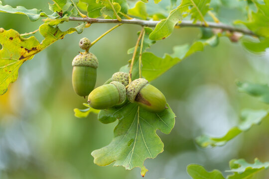 A cluster of green acorns hangs together on an oak branch, with a single acorn dangling separately above them.