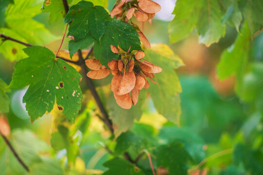 Autumn maple samaras hanging from a branch among green and yellow leaves
