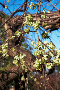 Young elm leaves and winged seeds glowing in warm spring sunlight outdoors