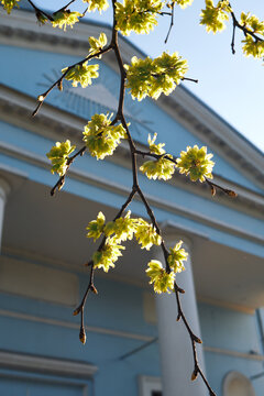 Blooming elm tree branch with fresh green flowers against classical building facade