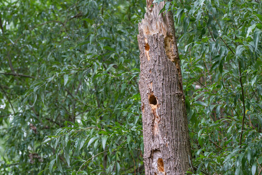 A close-up of a decaying tree trunk shows multiple dark hollow holes in its weathered bark, framed by green leaves.