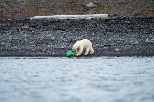 Polar bear (Ursus maritimus) playing with a plastic jug on the beach in Mushamna, Svalbard, Norway