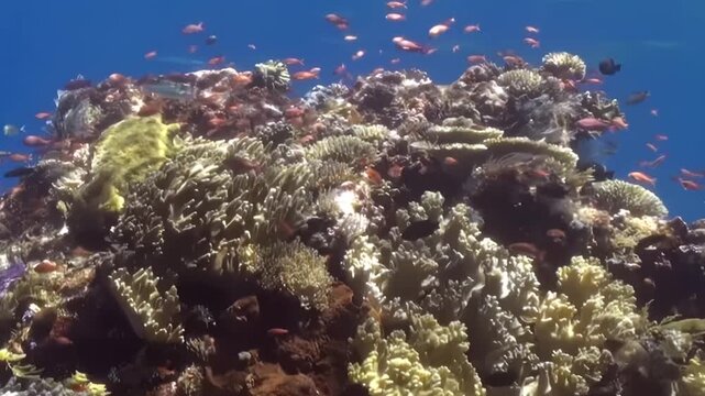 A breathtaking underwater vista captures a vibrant coral reef, bustling with countless small, crimson fish swirling gracefully.