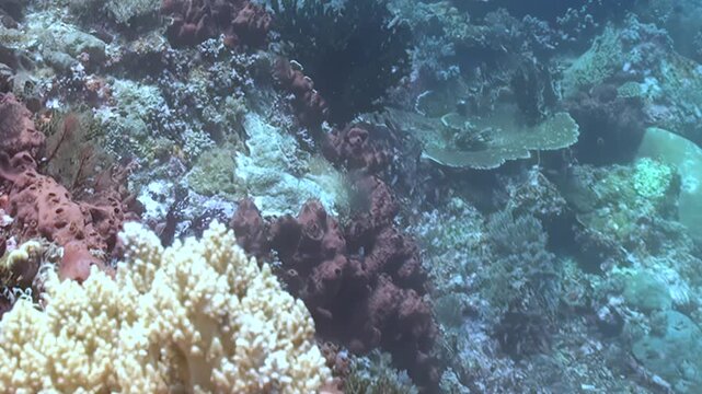 Witness a mesmerizing panorama of a healthy coral reef. Diverse coral species, including vibrant branching and delicate plate corals, thrive in crystal-clear blue tropical ocean waters during daytime.